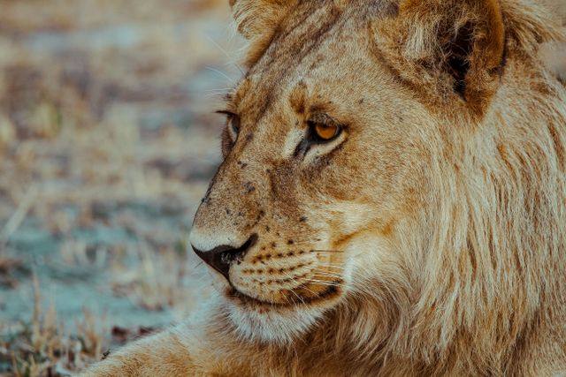 🦁 Executive Chef — Luxury Safari Lodge, Botswana — Gaborone, Botswana