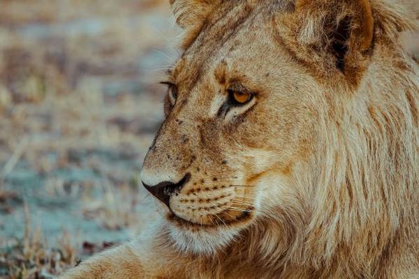 🦁 Executive Chef — Luxury Safari Lodge, Botswana — Gaborone, Botswana