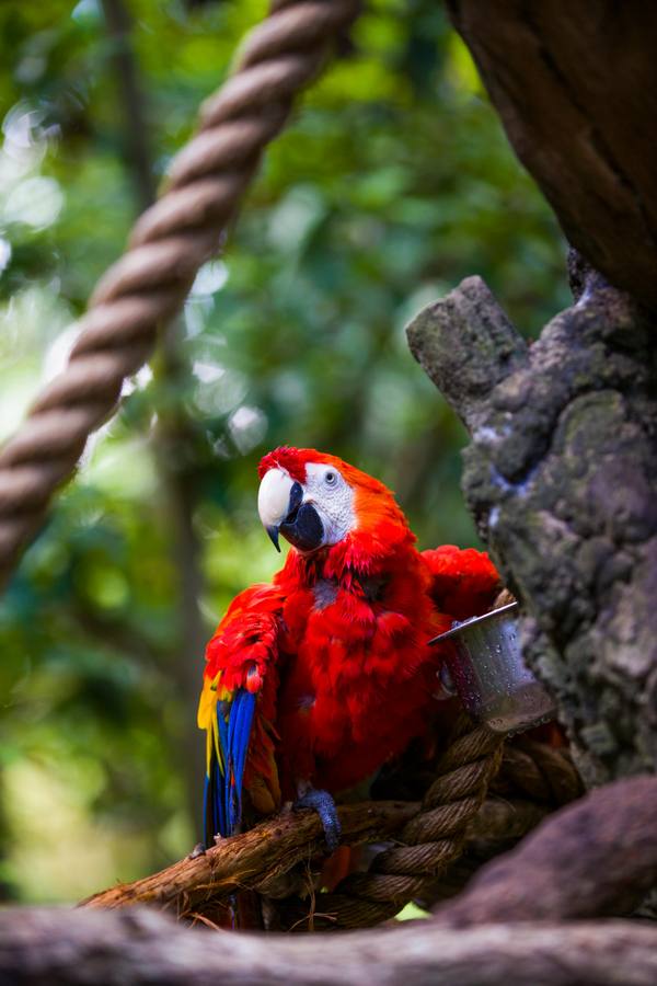 🦜 Part-Time Chef – Wildlife Habitat, Port Douglas, Australia — Port Douglas, Australia
