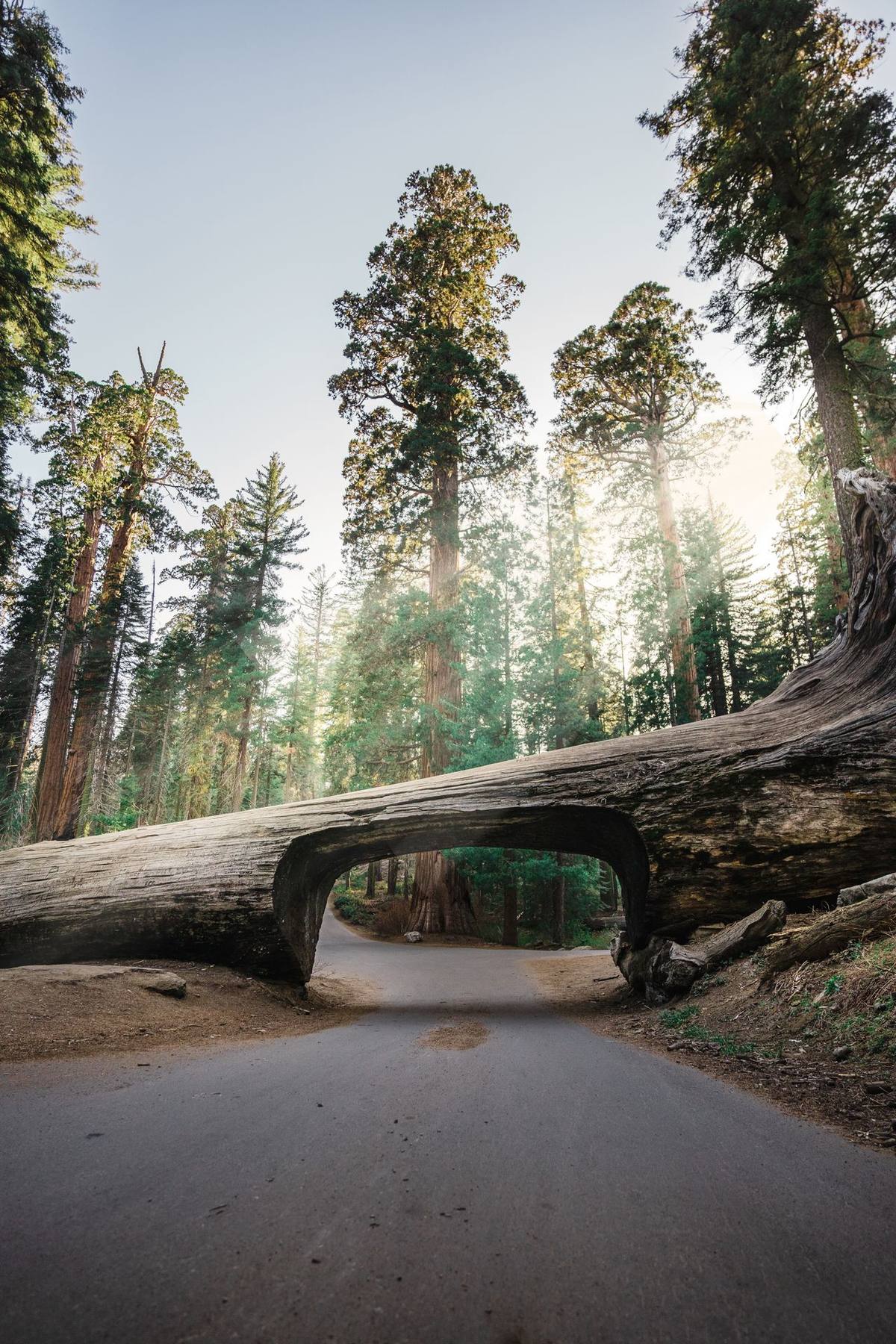 🌲 Executive Chef — Lead the Kitchen at Wuksachi Lodge, Sequoia National Park — Sequoia National Park, United States
